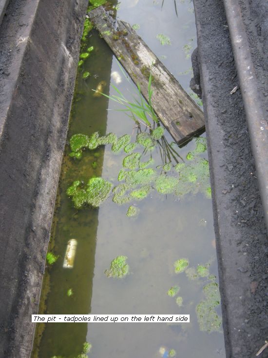 Water filled pit and Tadpoles